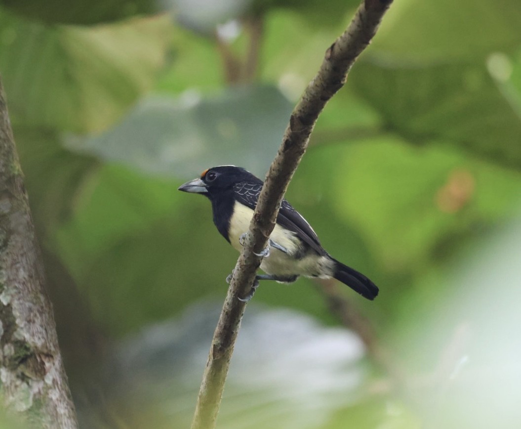 Orange-fronted Barbet - ML640590894