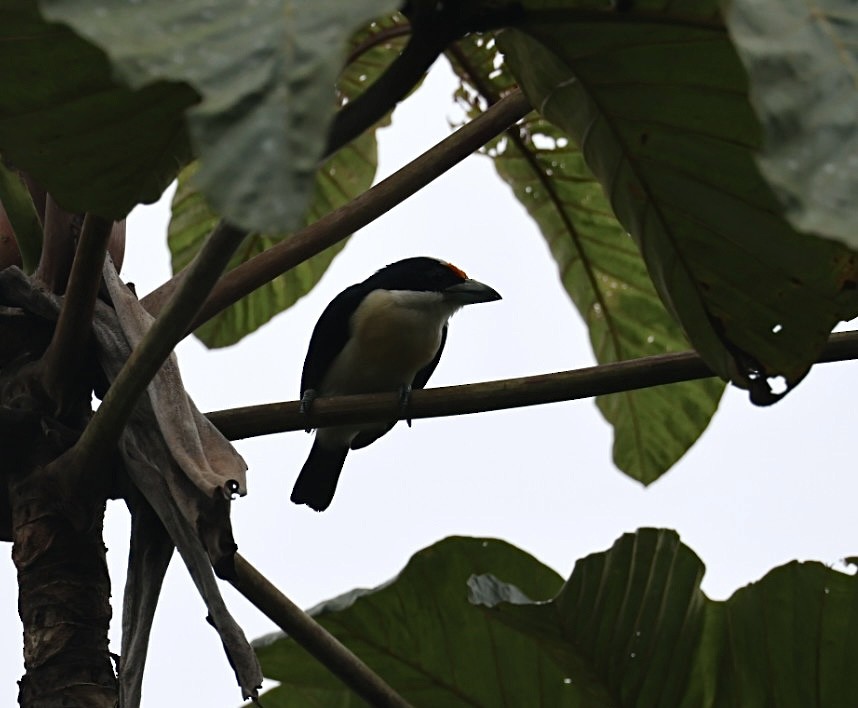 Orange-fronted Barbet - ML640590931