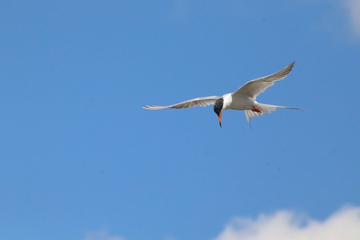 Forster's Tern - ML640590982