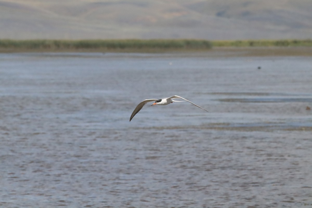 Forster's Tern - ML640590987
