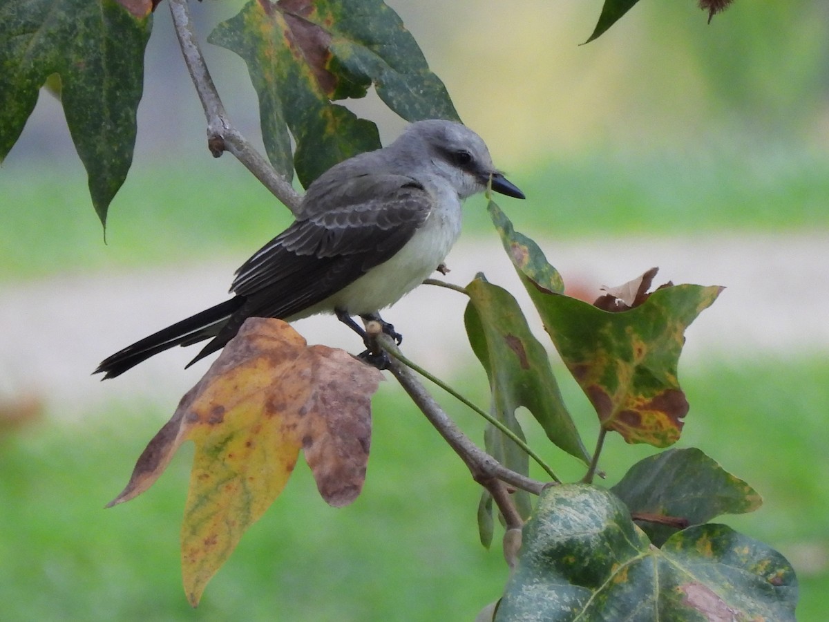 Western Kingbird - ML640591059