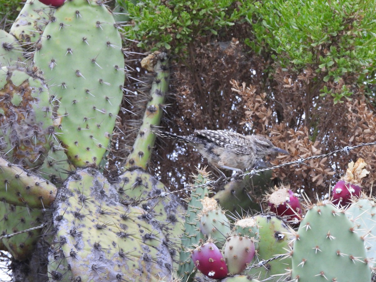 Cactus Wren - ML640591063