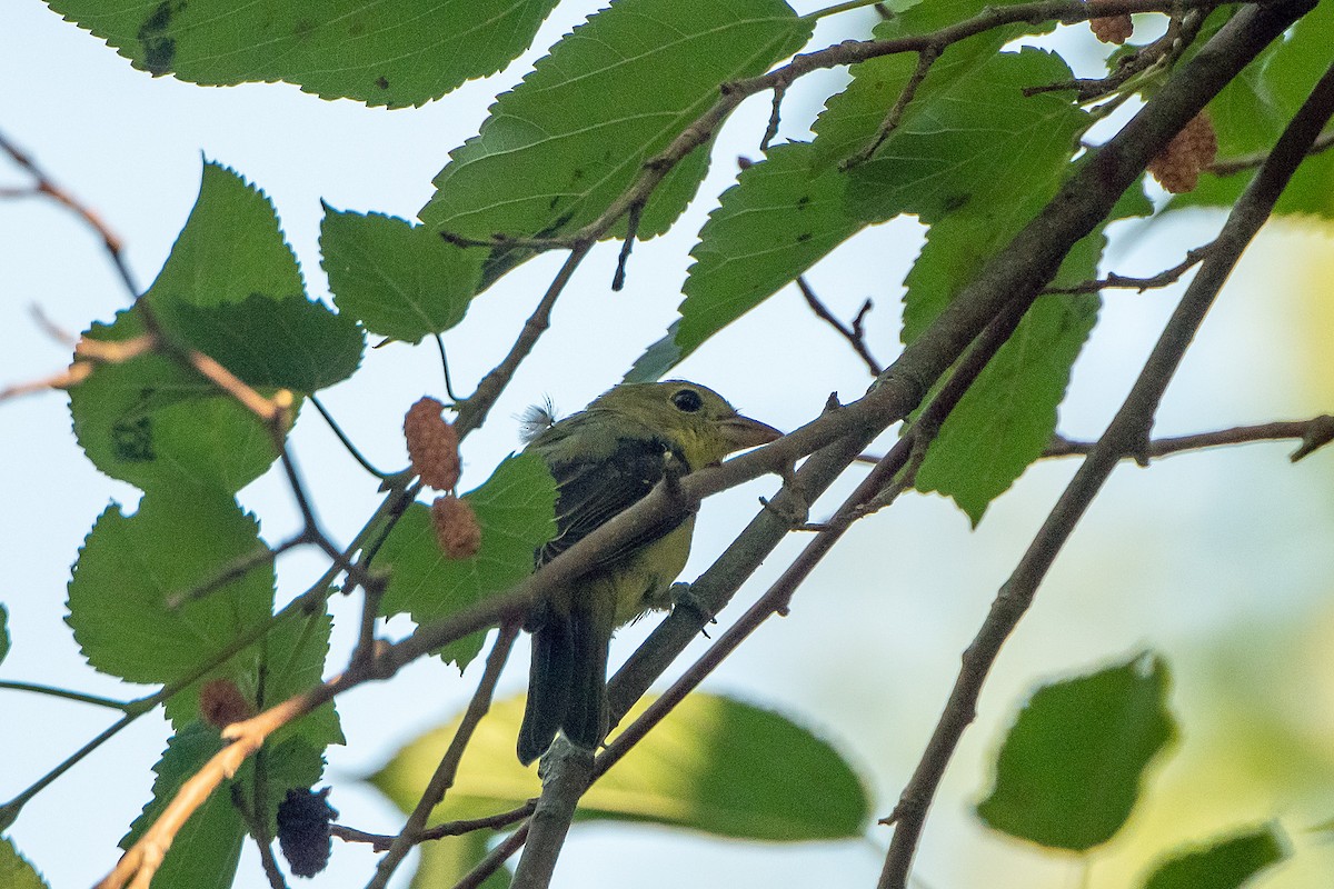Scarlet Tanager - ML640591086