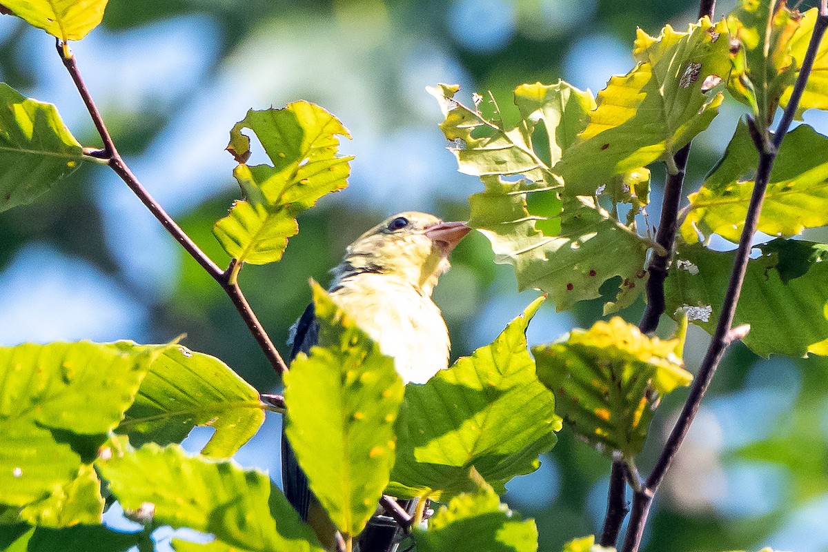 Scarlet Tanager - ML640591087