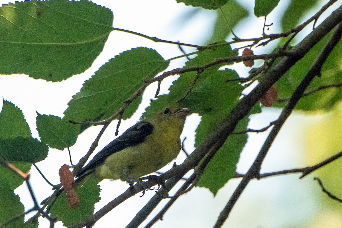 Scarlet Tanager - ML640591088