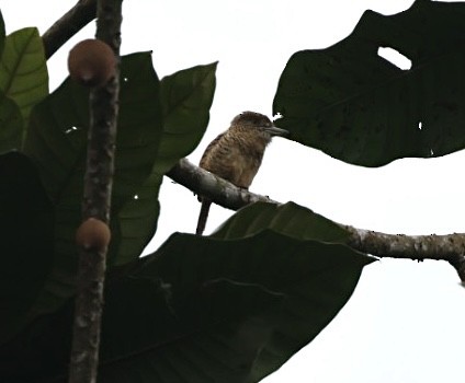 Barred Puffbird - ML640591114