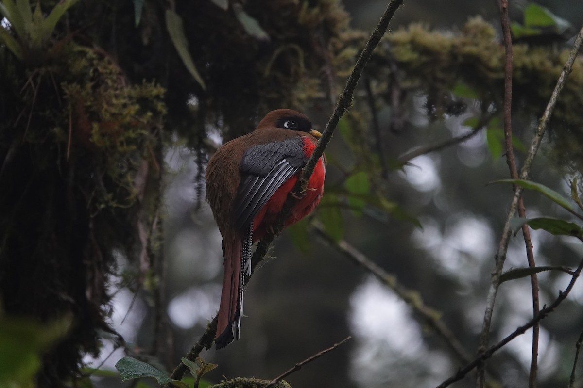 masketrogon - ML640591115