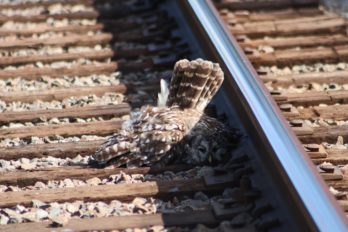Barred Owl - ML640591141