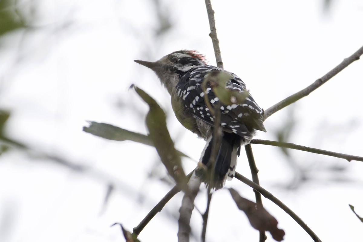 Downy x Nuttall's Woodpecker (hybrid) - ML640591174