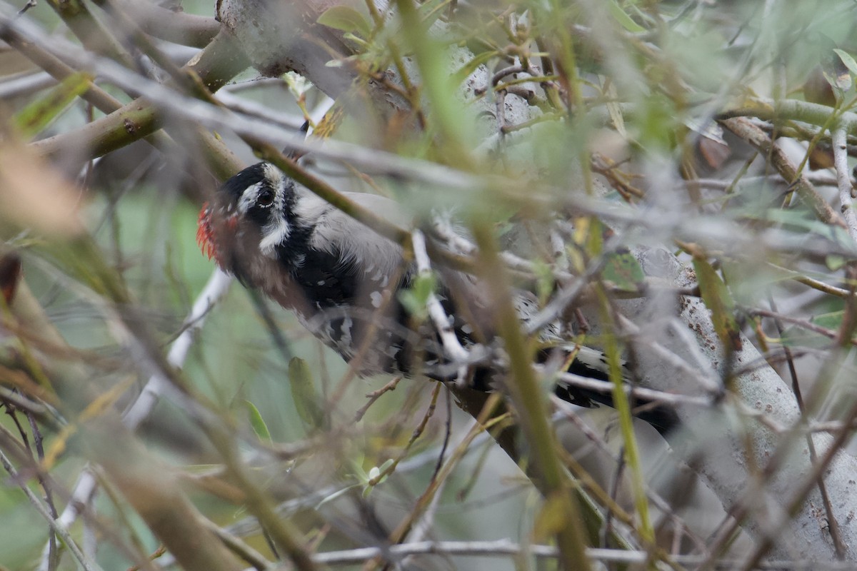 Downy x Nuttall's Woodpecker (hybrid) - ML640591175