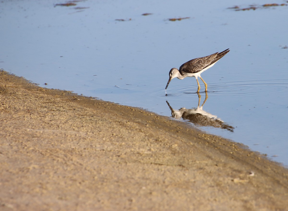 Lesser Yellowlegs - ML640591245