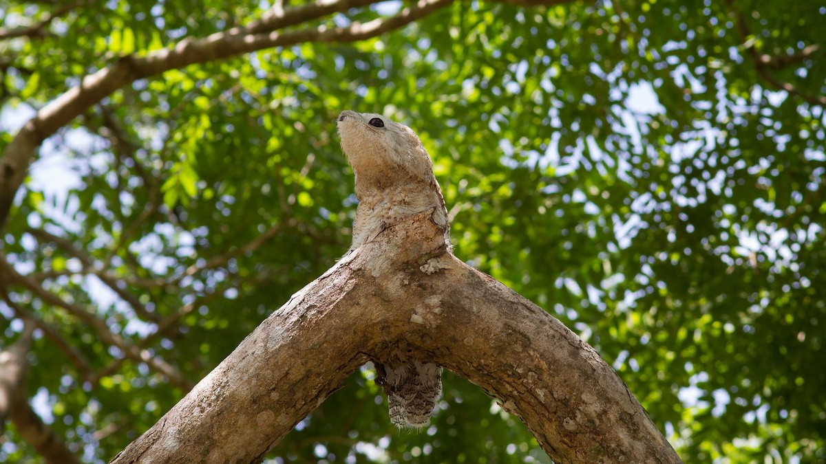 Great Potoo - ML640591257