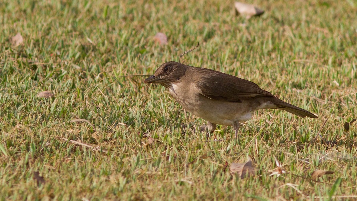 Black-billed Thrush (Amazonian) - ML640591291