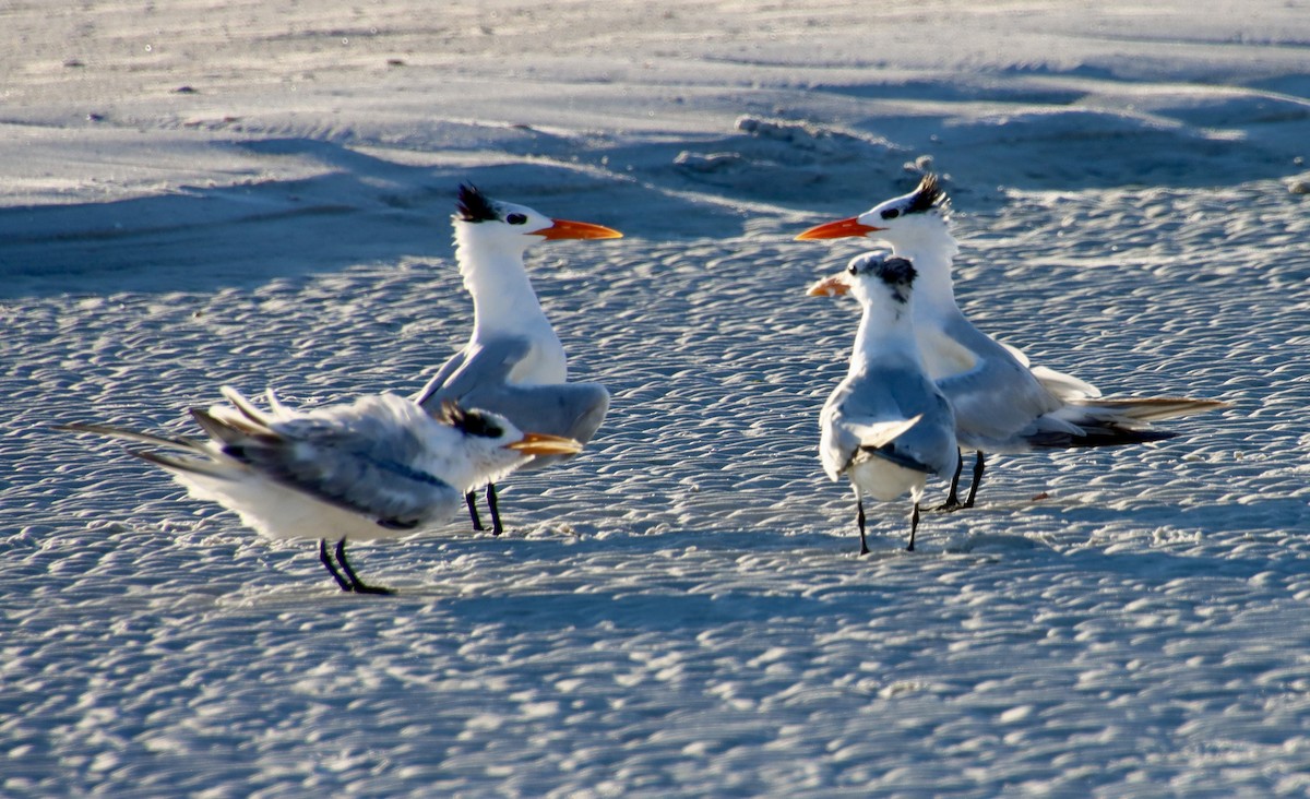 Royal Tern - ML640591309