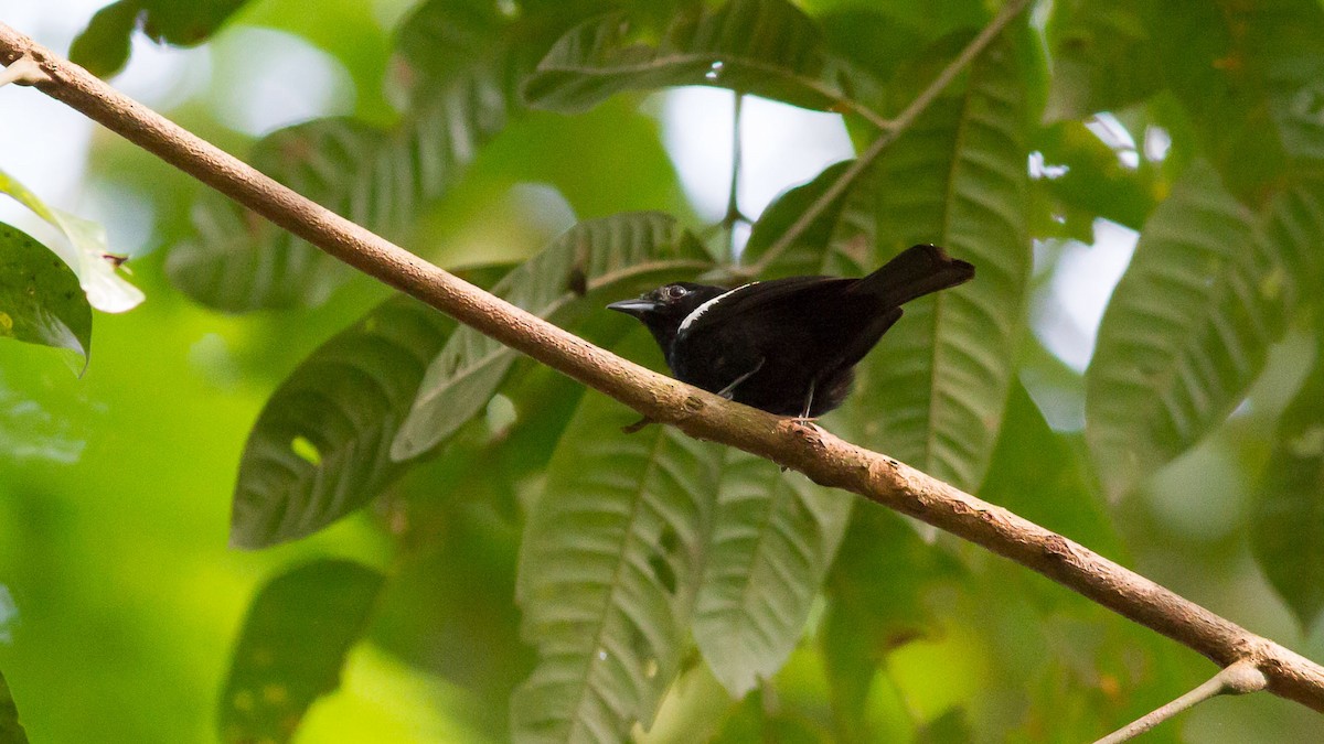 White-shouldered Tanager - ML640591314