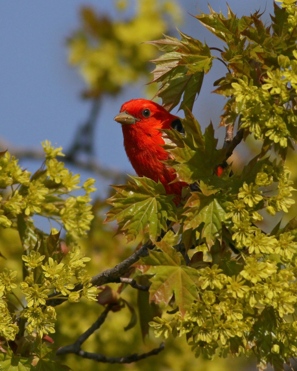 Scarlet Tanager - ML640591329