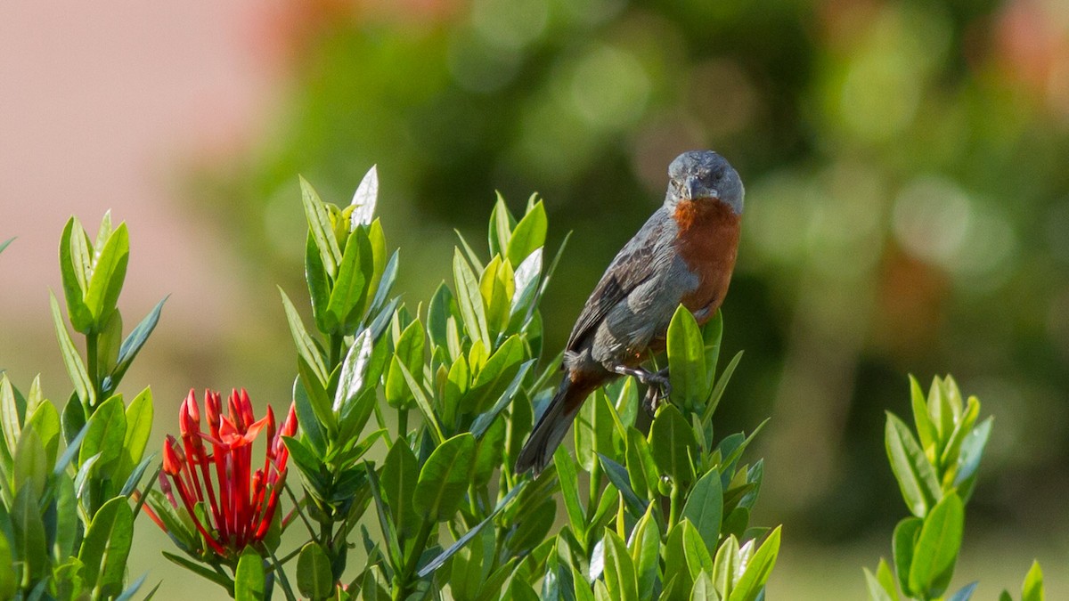 Chestnut-bellied Seedeater - ML640591330