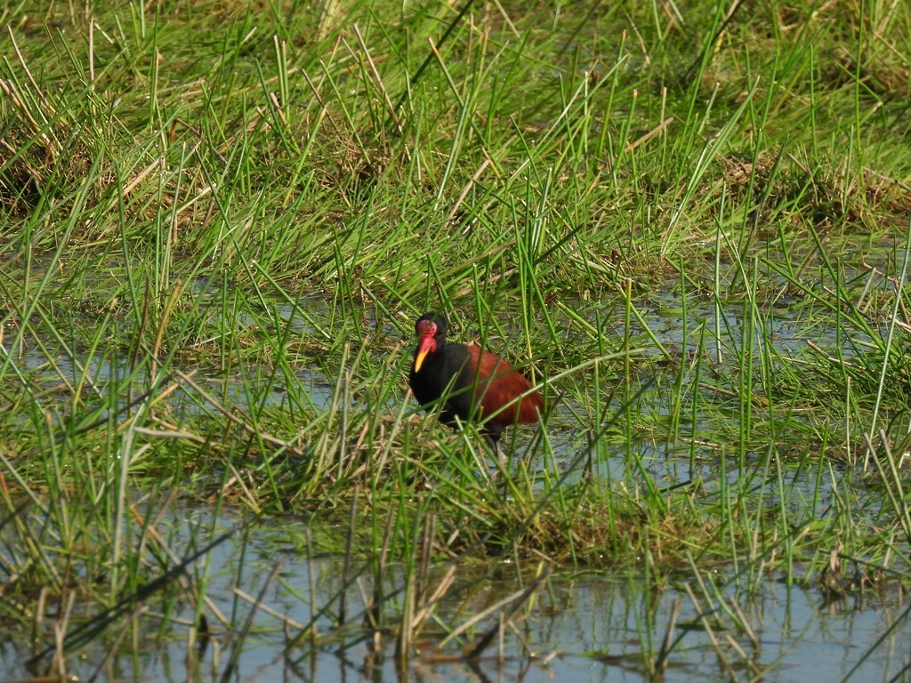 Jacana noir - ML640591361