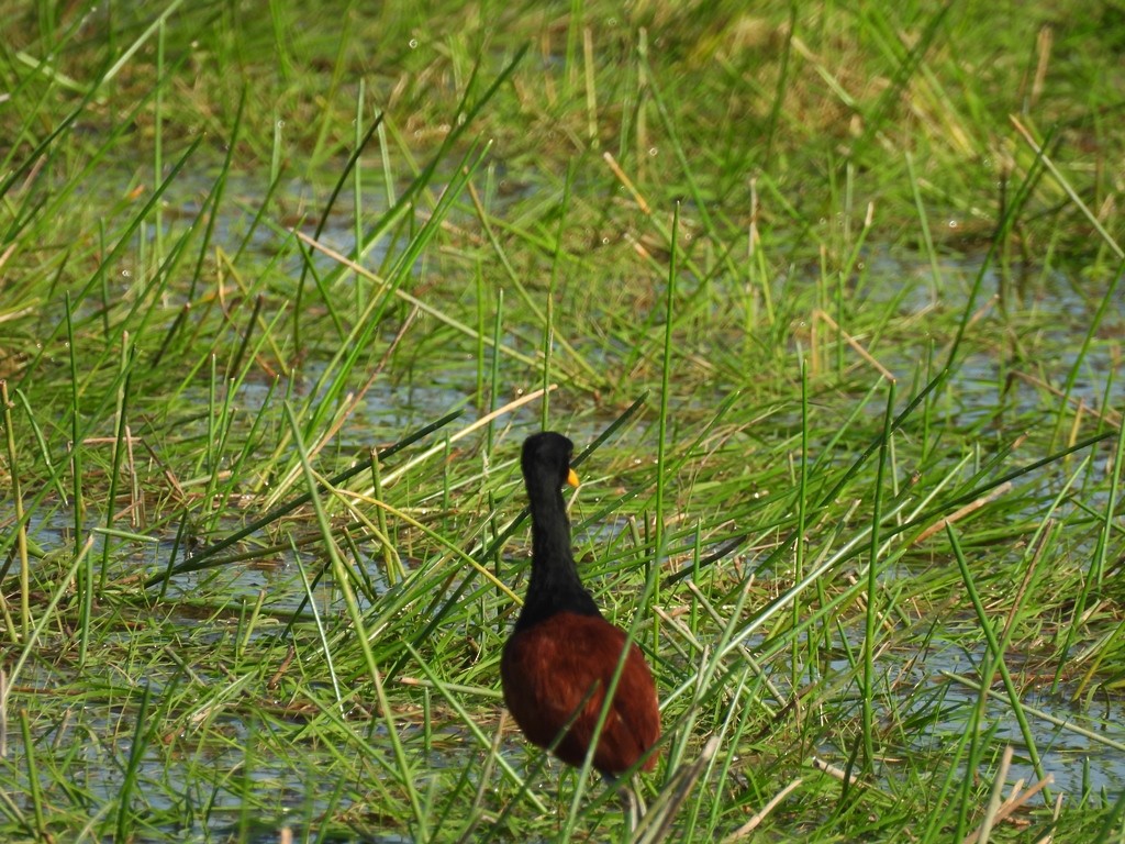 Jacana noir - ML640591362