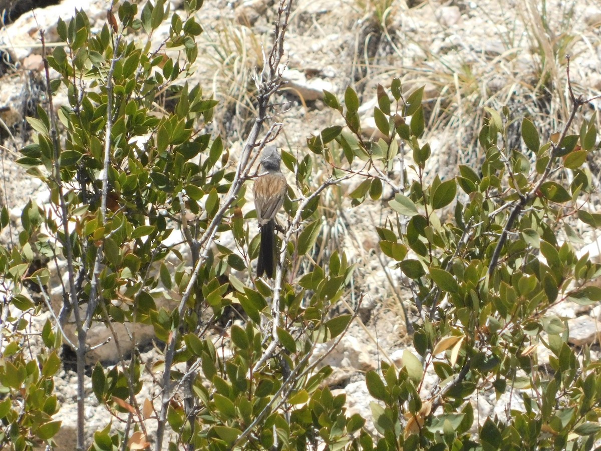 Black-chinned Sparrow - ML640591375