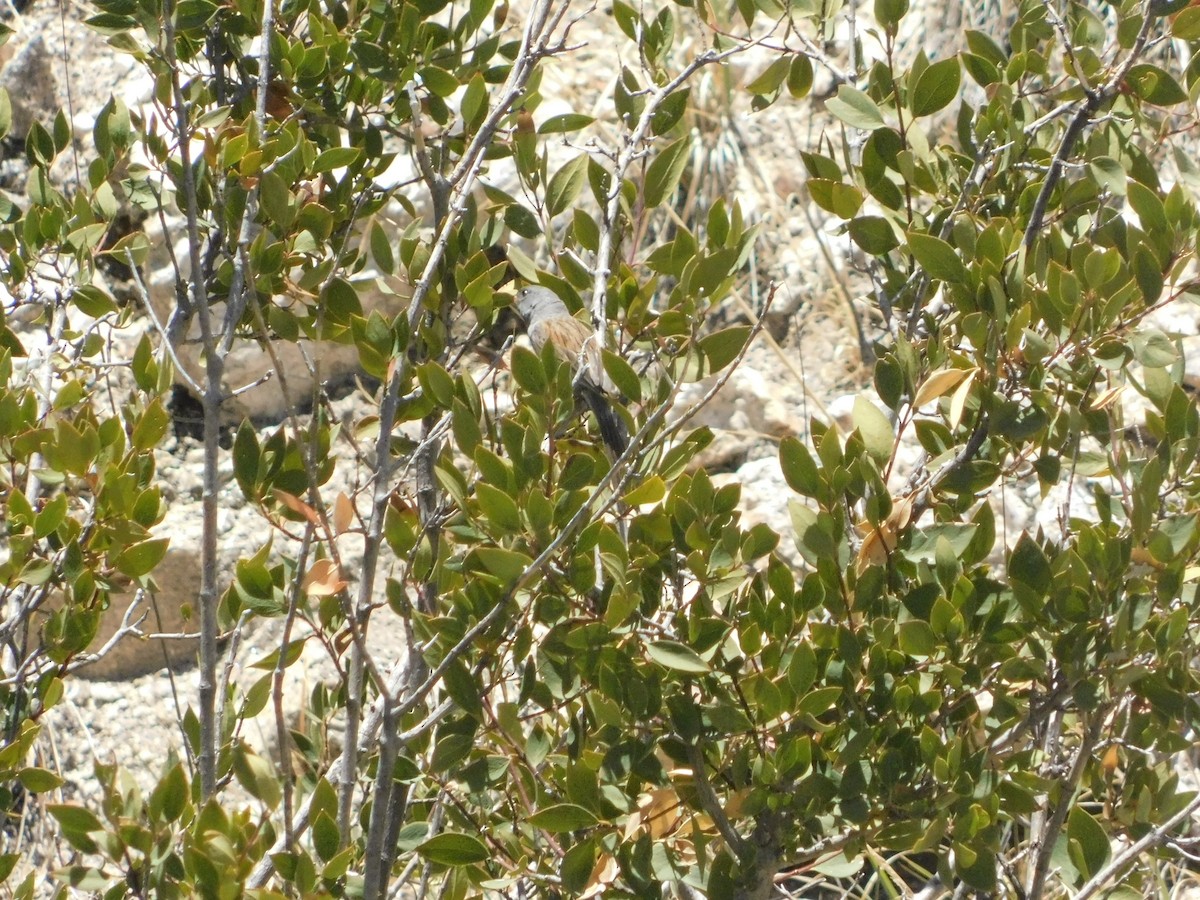 Black-chinned Sparrow - ML640591378