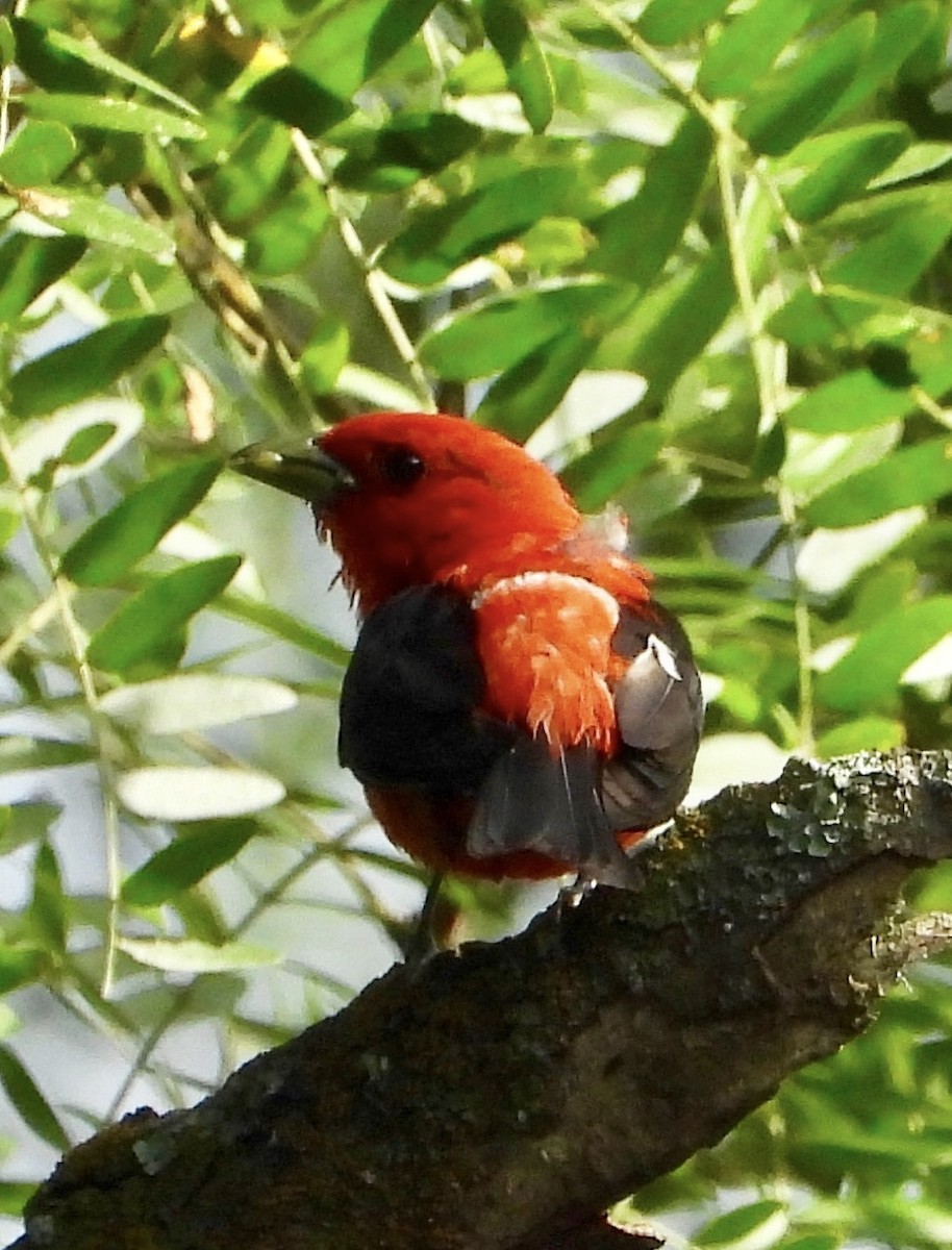 Scarlet Tanager - ML640591389