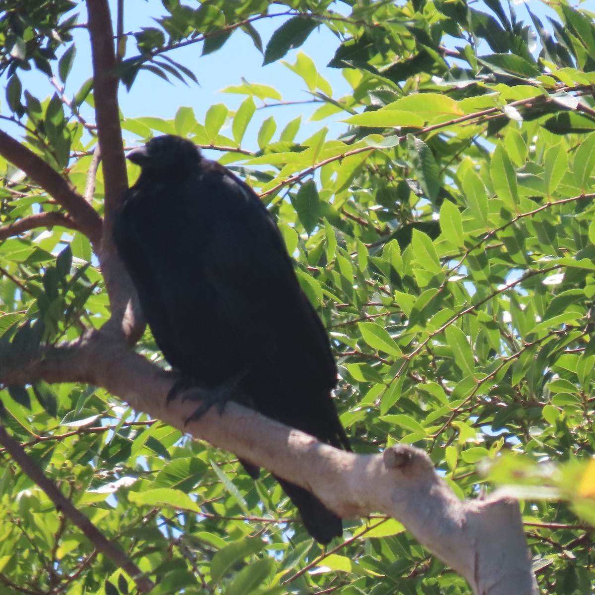 crow/raven sp. - ML640591450