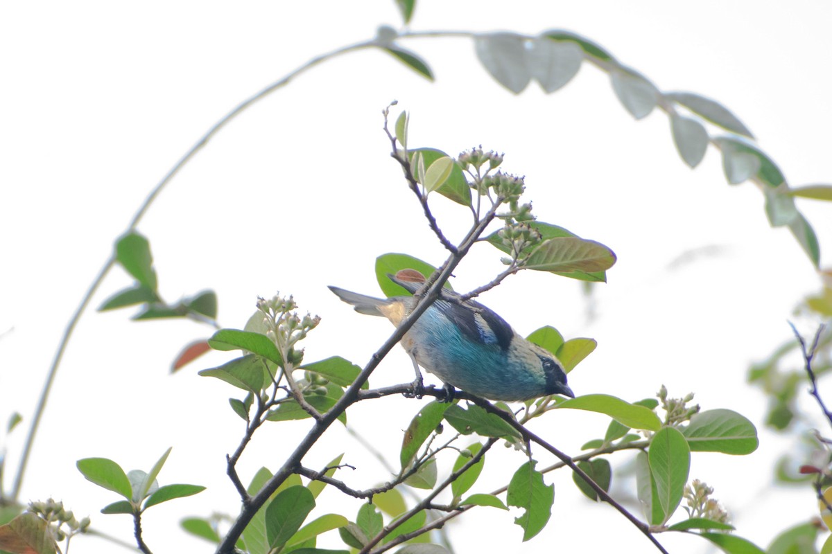 Metallic-green Tanager - ML640591460