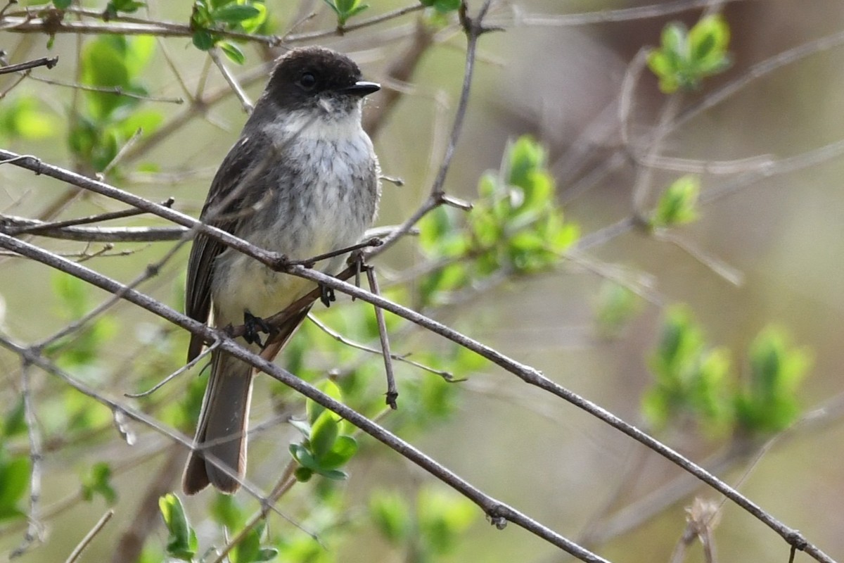 Eastern Phoebe - ML640591472