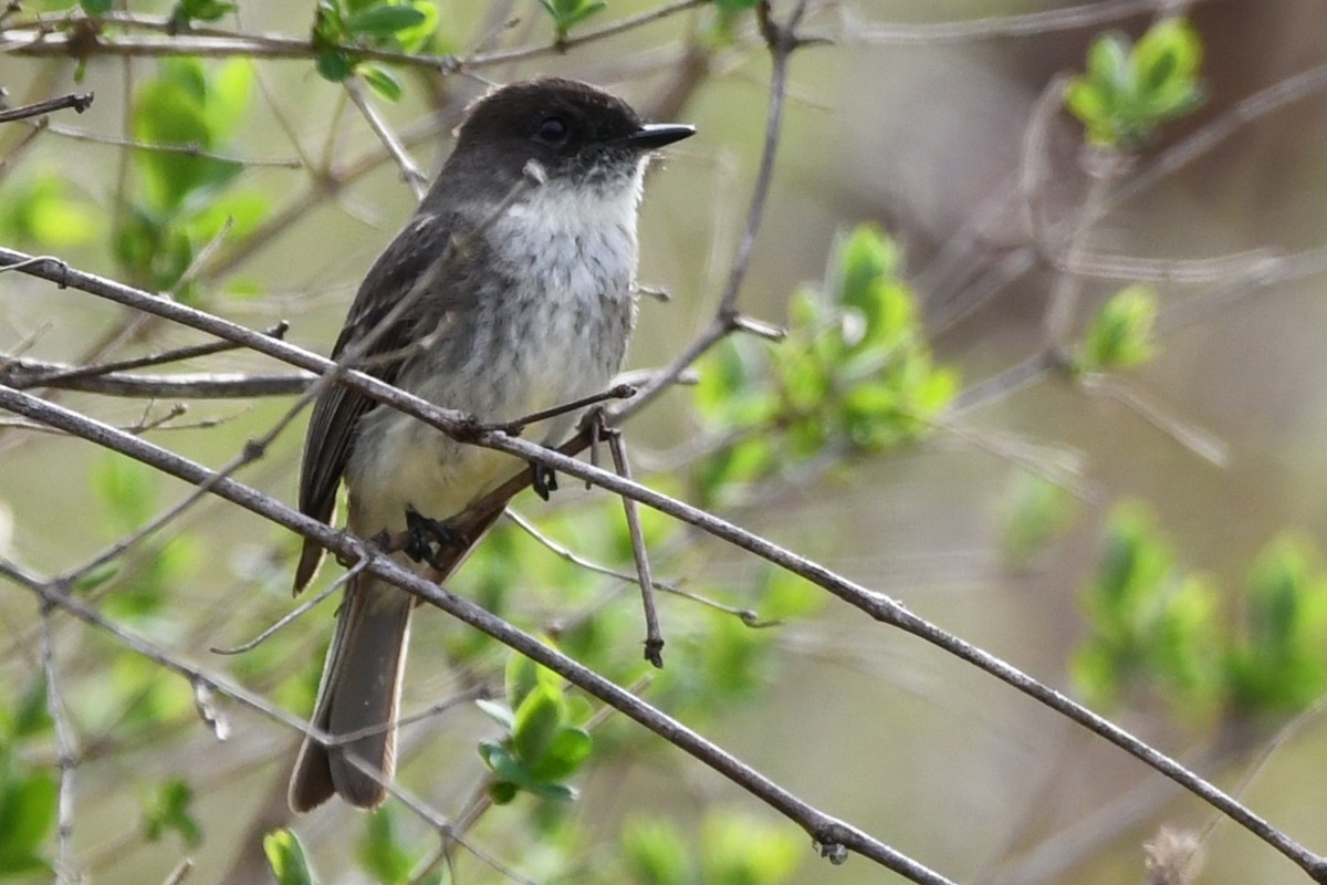 Eastern Phoebe - ML640591473
