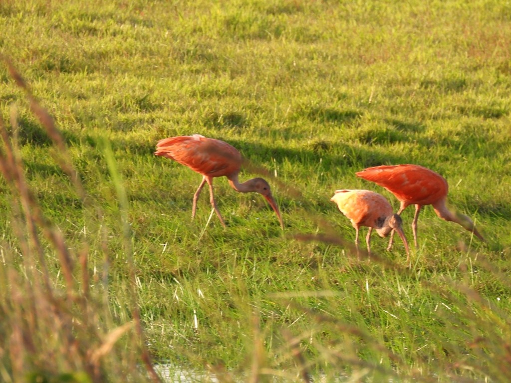 Ibis rouge - ML640591488