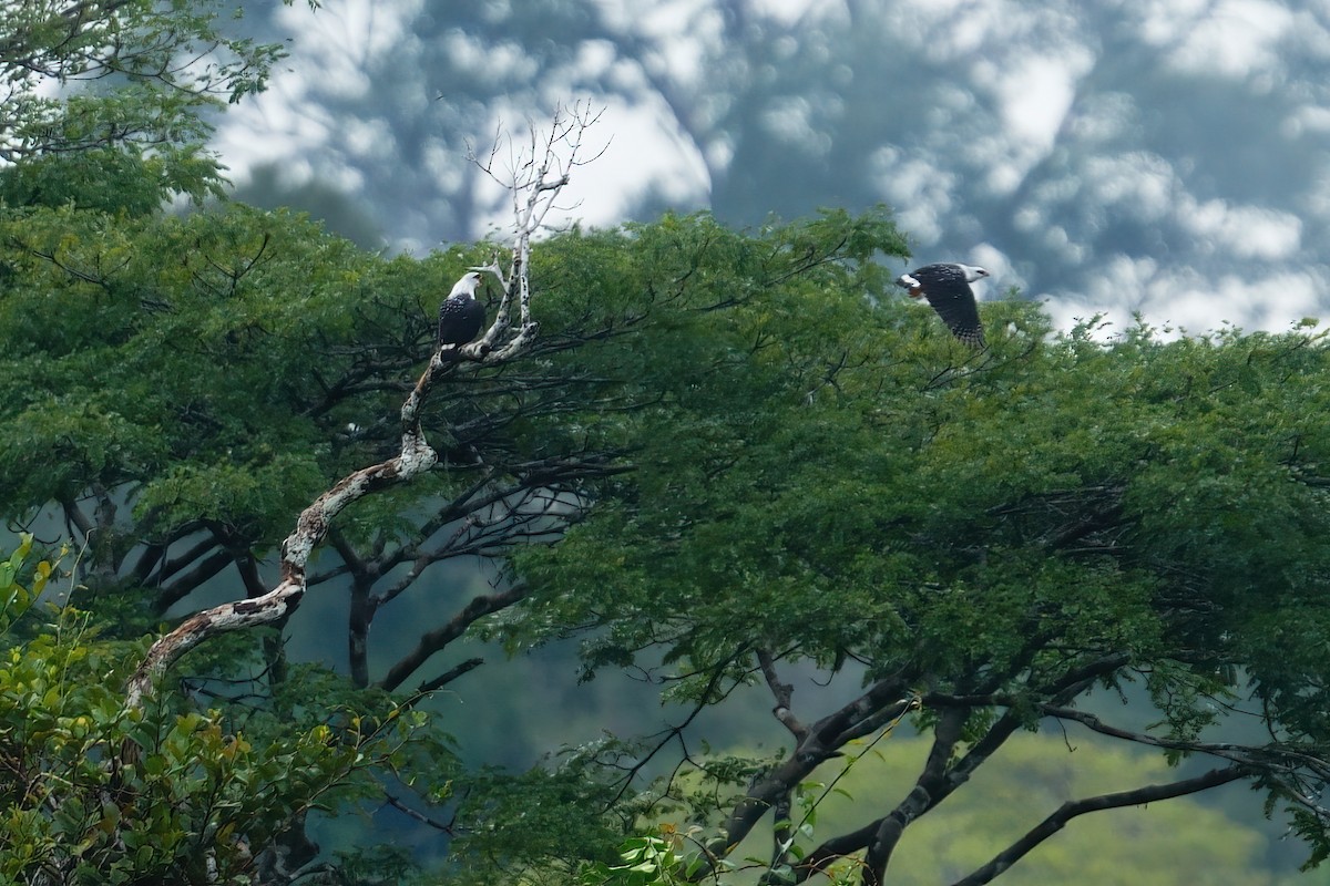 Black-faced Hawk - ML640591500