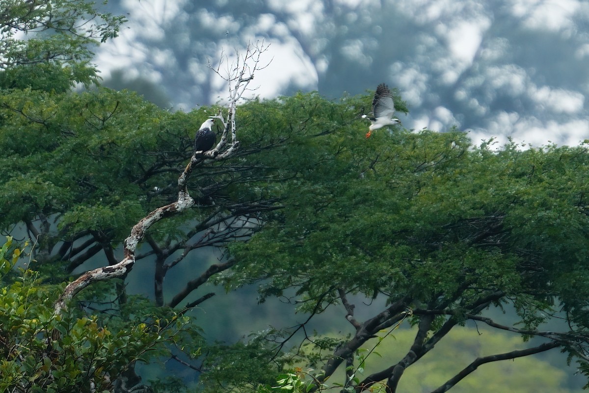 Black-faced Hawk - ML640591502