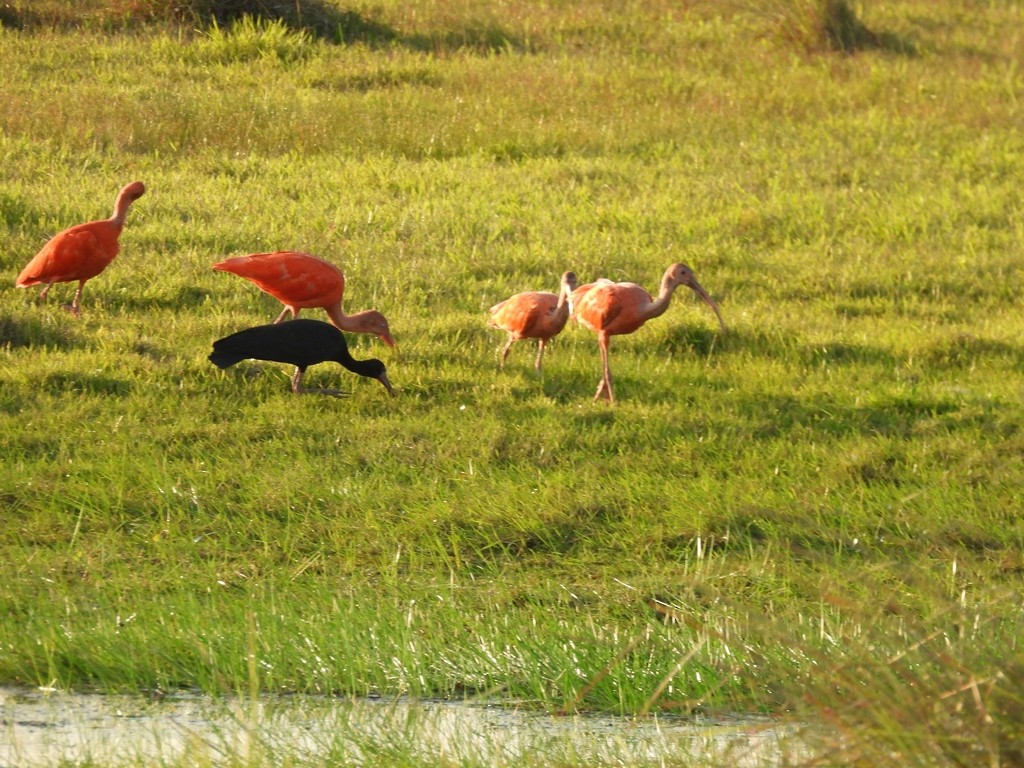 Ibis à face nue - ML640591548