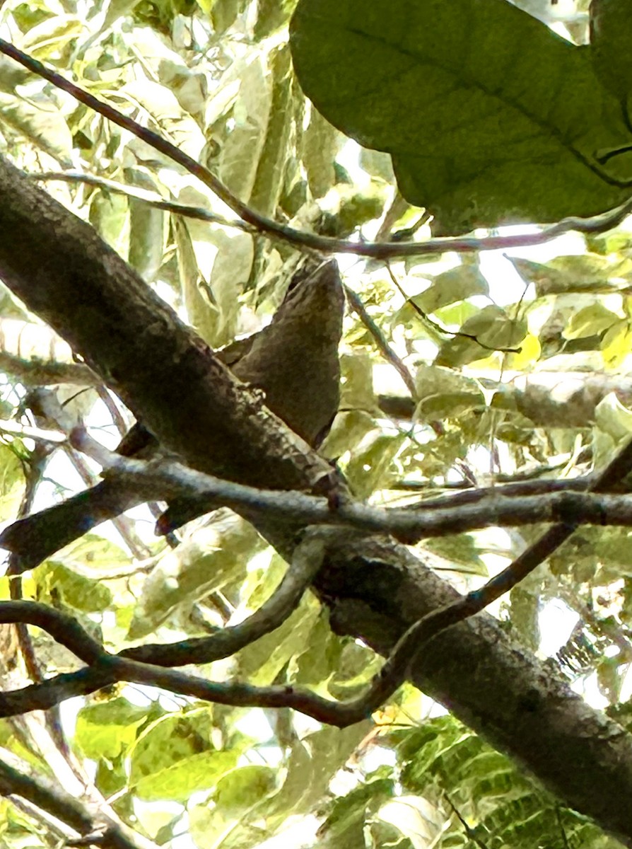 Rose-throated Tanager - ML640591557