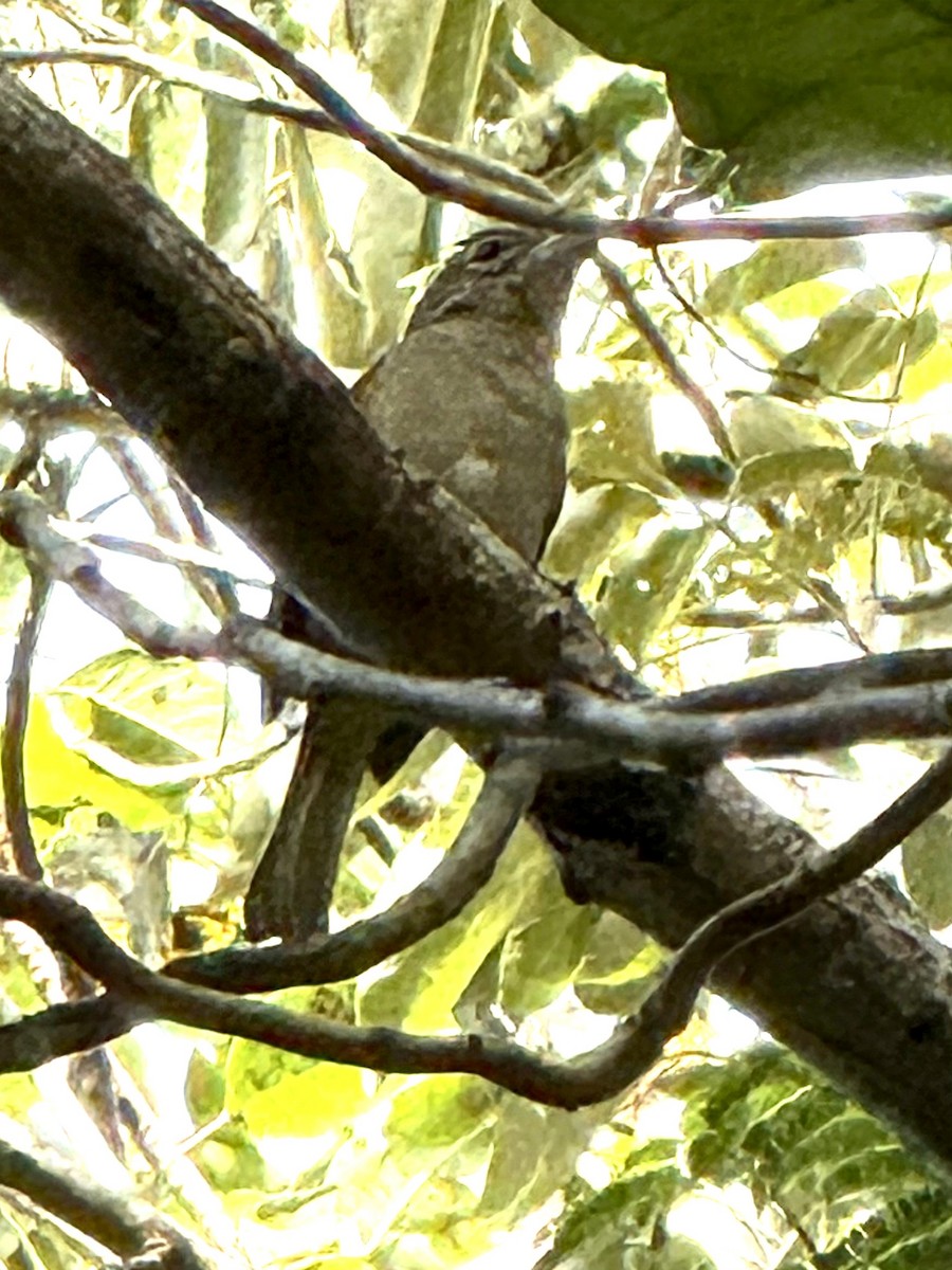 Rose-throated Tanager - ML640591583