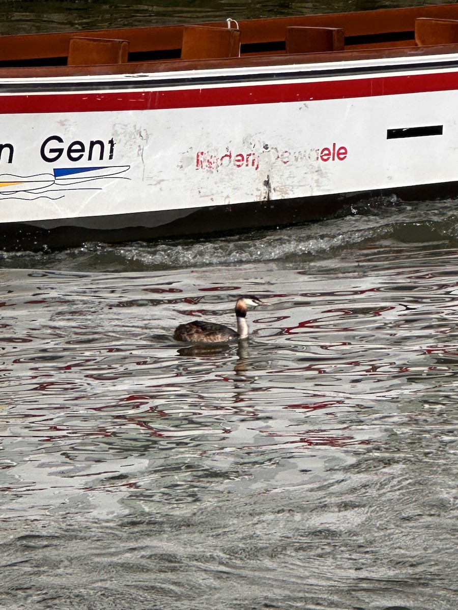 Great Crested Grebe - ML640591625