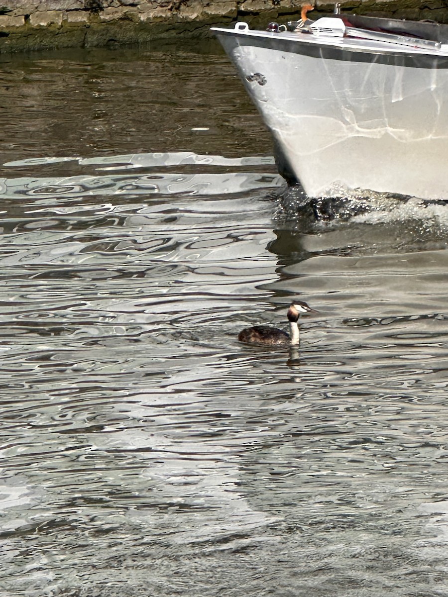 Great Crested Grebe - ML640591626