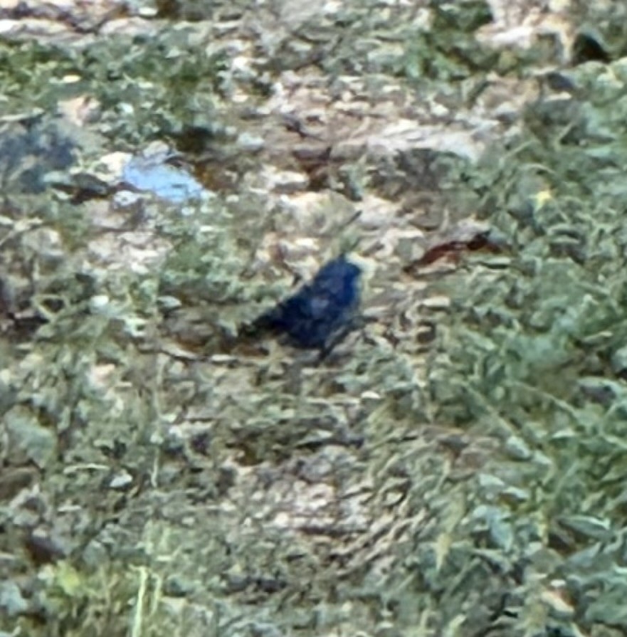 Blue Bunting (Middle America) - ML640591655