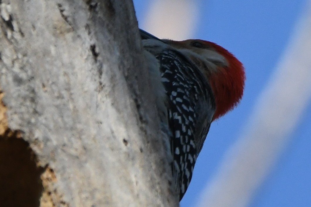 Red-bellied Woodpecker - ML640591683