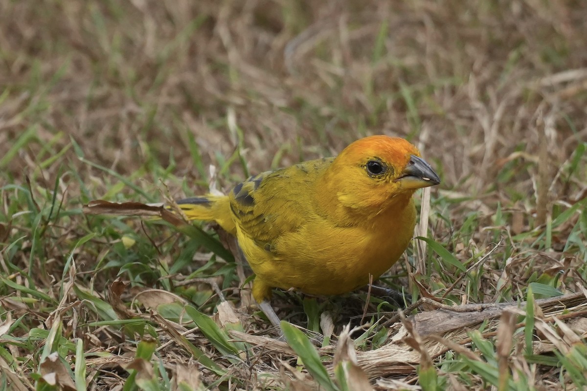 Saffron Finch - ML640591806