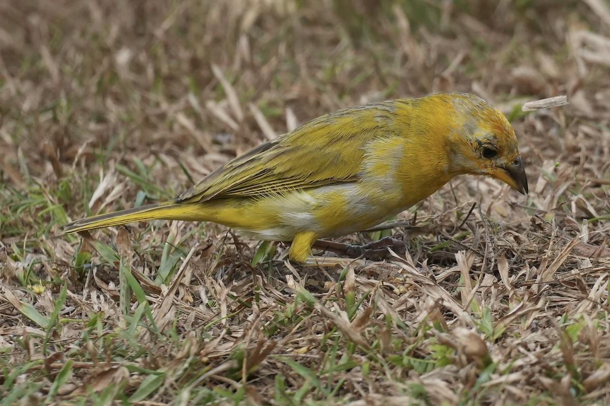 Saffron Finch - ML640591820