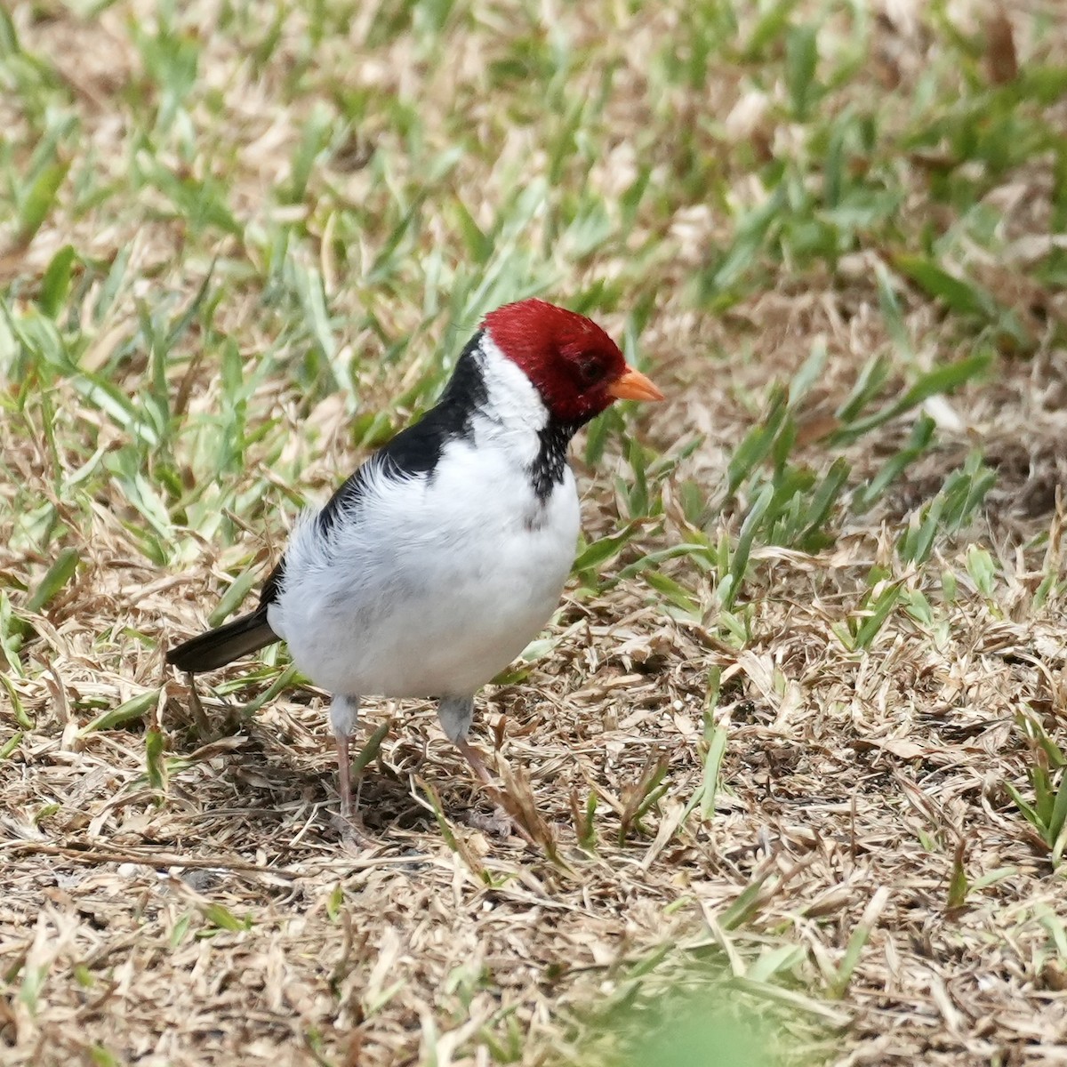 Yellow-billed Cardinal - ML640591831
