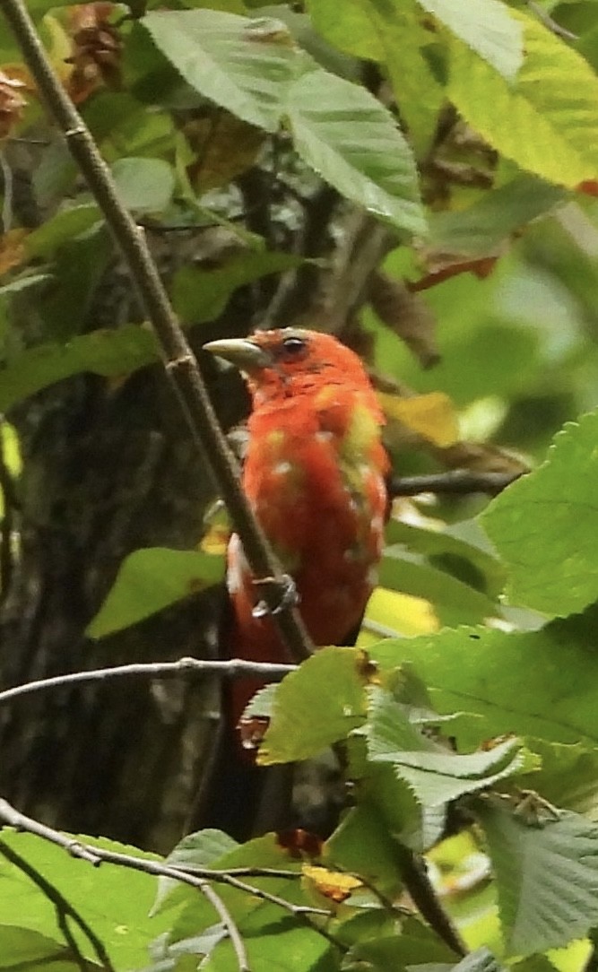 Scarlet Tanager - ML640591847