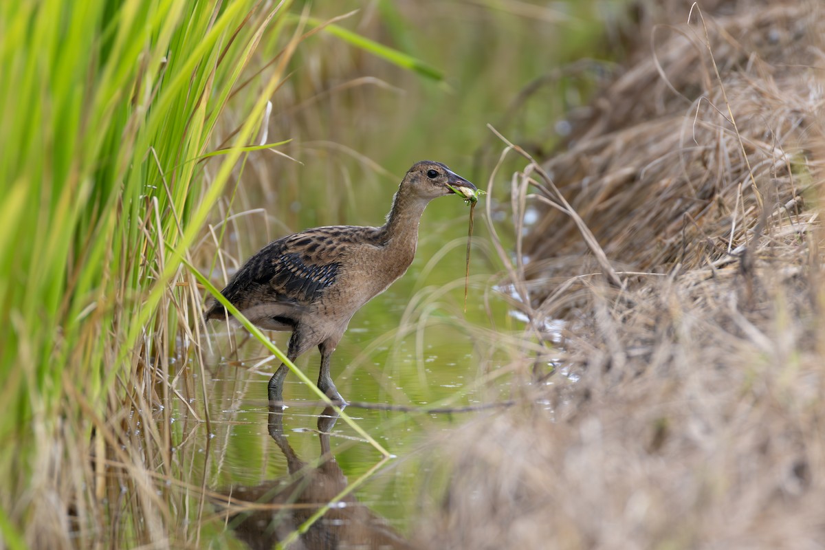 Watercock - ML640591884