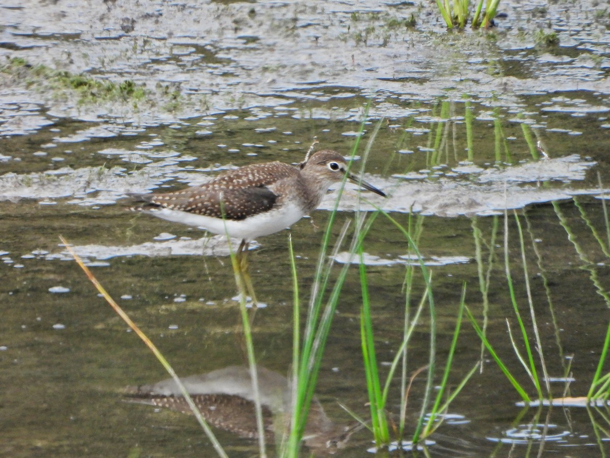 Solitary Sandpiper - ML640591981