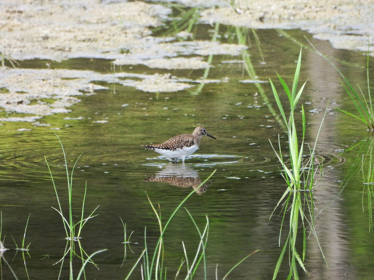 Solitary Sandpiper - ML640591982