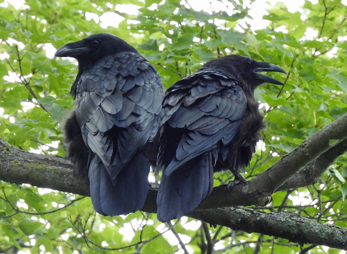 Common Raven - ML640592021