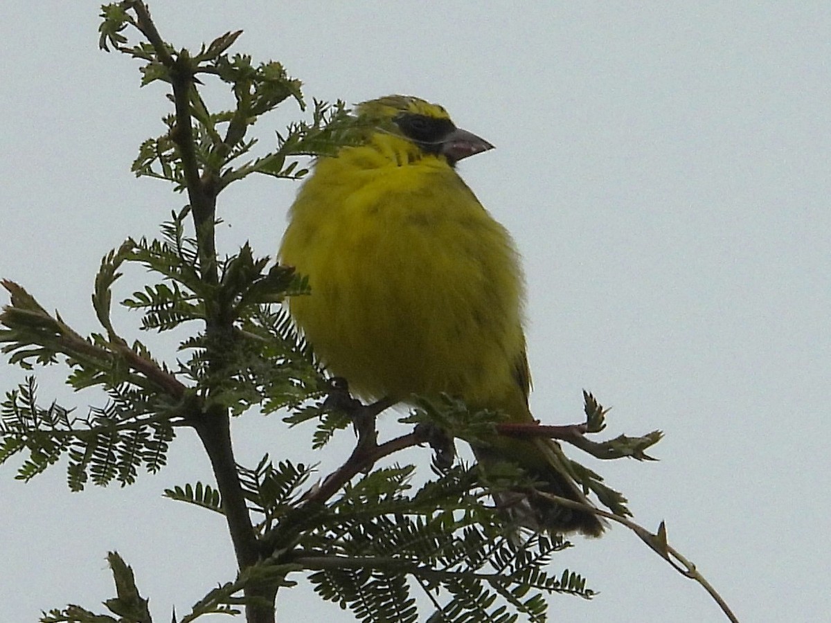 African Citril - ML640592032