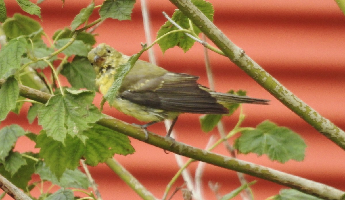 Scarlet Tanager - ML640592047